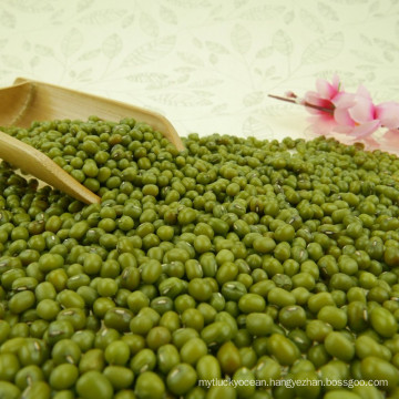 hot sale with good price of green mung bean 2015crop